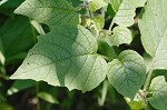 Virginia groundcherry