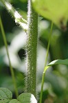 Virginia groundcherry