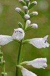 Narrowleaf false dragonhead