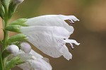 Narrowleaf false dragonhead