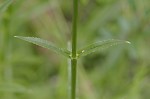 Narrowleaf false dragonhead