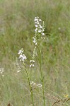 Narrowleaf false dragonhead