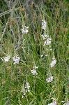 Narrowleaf false dragonhead