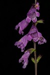 Eastern false dragonhead