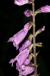 Eastern false dragonhead