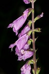 Eastern false dragonhead