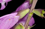 Eastern false dragonhead