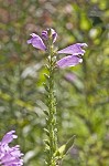 Obedient plant