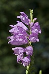 Obedient plant