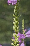 Obedient plant