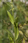 Obedient plant