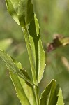 Obedient plant