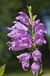 Obedient plant