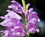 Obedient plant