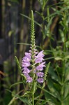 Obedient plant