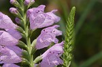 Obedient plant