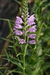 Obedient plant