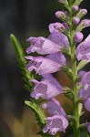 Obedient plant