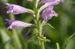 Obedient plant