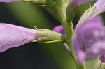 Obedient plant