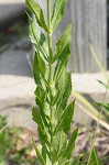 Obedient plant