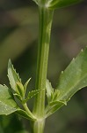 Obedient plant