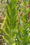 Obedient plant