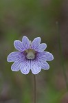 Blueflower butterwort