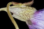 Blueflower butterwort