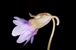 Blueflower butterwort