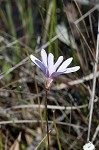 Swamp butterwort