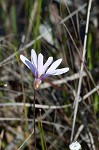 Swamp butterwort