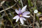 Swamp butterwort