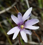 Swamp butterwort