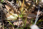 Swamp butterwort