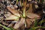 Swamp butterwort