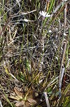 Swamp butterwort