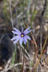 Swamp butterwort