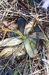 Swamp butterwort