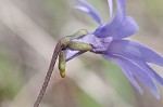 Swamp butterwort