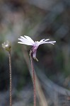 Swamp butterwort