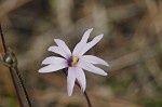 Swamp butterwort