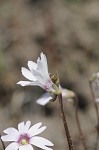 Swamp butterwort