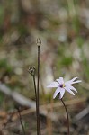 Swamp butterwort