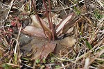 Swamp butterwort