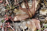 Swamp butterwort