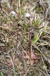 Swamp butterwort