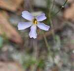 Small butterwort