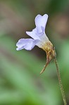 Small butterwort