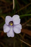 Small butterwort